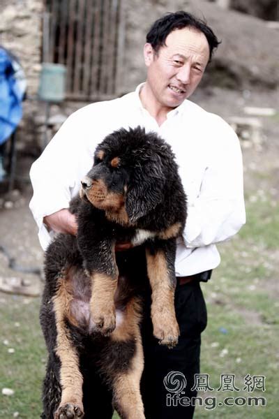 高原牧民和6只藏獒的故事_卫视_凤凰网