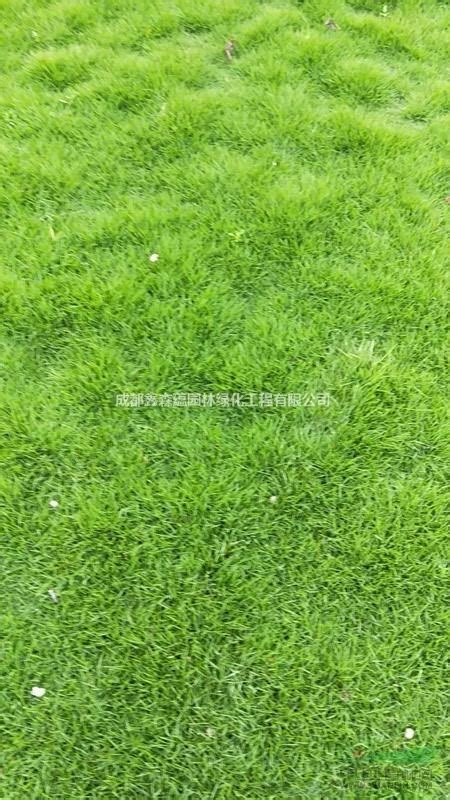 仿真人造草 塑料假草坪地毯 人工绿草皮 围挡草坪墙 厂家供应-阿里巴巴