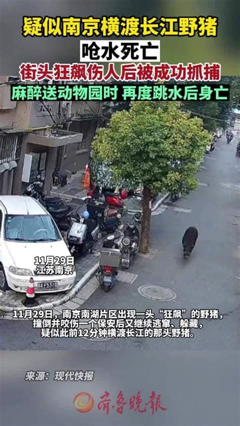 南京横渡长江野猪疑似呛水死亡|南京市|长江_新浪新闻