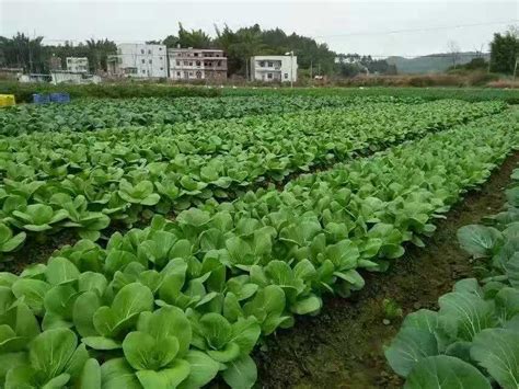蔬菜种植基地-广州市青麦源餐饮管理服务有限公司官网