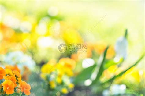 模糊多彩的花朵背景早晨阳光高清图片下载-正版图片505932150-摄图网
