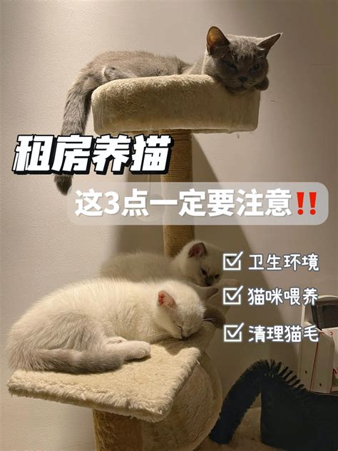 出租房养猫的注意事项：几张图告诉你需要考虑的问题 - 胖萌舍宠物网