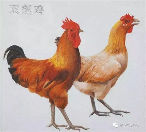 深圳援疆尼雅黑鸡养殖项目在南疆飞出了 “金凤凰”_深圳新闻网