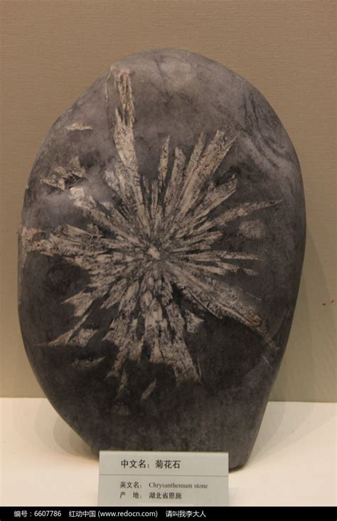 菊花石原石图片