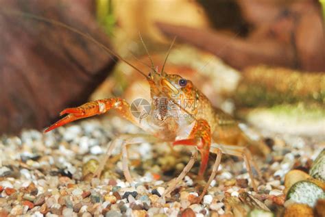 小龙虾的生活习性及特点 - 百科 - 酷钓鱼