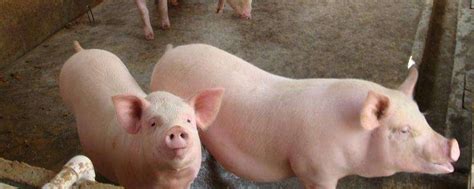 猪的常见病有哪些，分别如何防治-农百科