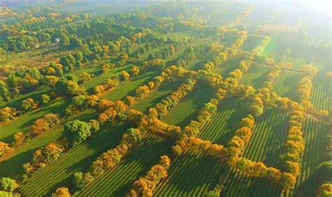 一公顷茶园能产出多少茶叶，10亩茶叶利润有多少-农百科