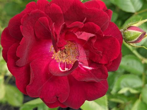 夏日绽放的玫瑰高清图片下载-正版图片600731250-摄图网