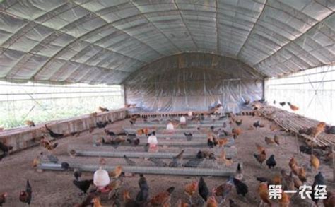 农村简易鸡棚搭建与设计 - 鸡舍建设 - 第一农经网
