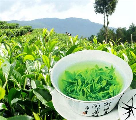 YUNWU TEA - 3124 - NATURE (China Trading Company) - Agriculture Product ...