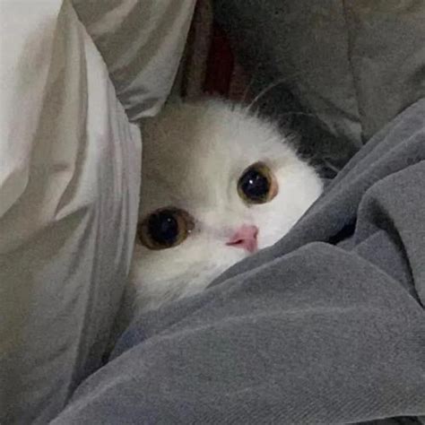 酷猫头像非主流