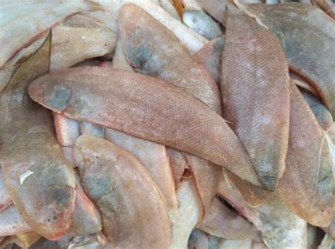 渔民捕获价值200万超大米鱼群 现场图片曝光-闽南网