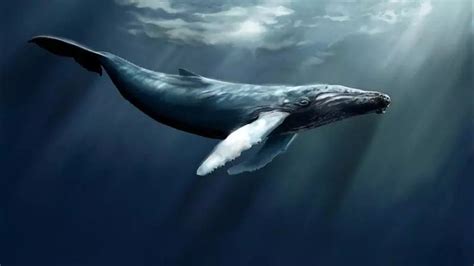 鲸的祖先长什么样子[鲸的进化过程详细介绍] | WE生活