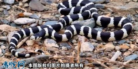 三亚市常见毒蛇图鉴及无毒蛇鉴别