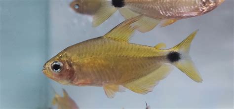 蝴蝶凯蒂 / Hyphessobrycon procyon - 小型鱼类 - CTA南美水族