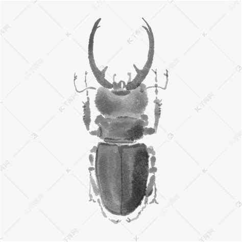 蒸汽昆虫——独角仙 - 普象网