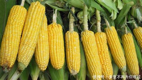 河南今日玉米收购价格：2020年1月27日河南省玉米的价格 - 畜小牧养殖网