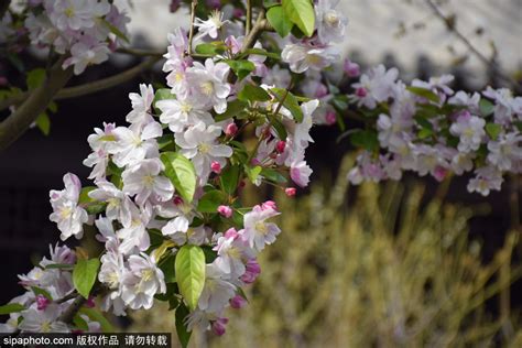中国传统名花之一的西府海棠如何养护繁殖