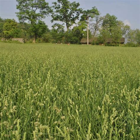 鸭茅一亩地需要多少斤种子,应该如何种植-绿宝园林网