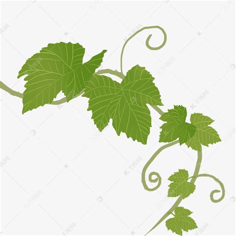 葡萄叶子图片