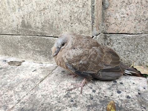 3只受伤幸运鸟被长沙好心市民收养 有的已重返大自然 有的正在接受救治 - 三湘万象 - 湖南在线 - 华声在线