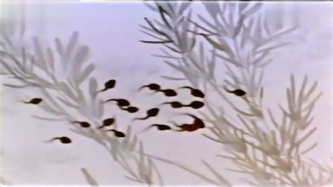 小蝌蚪找妈妈（1961国产经典水墨动画片）_腾讯视频