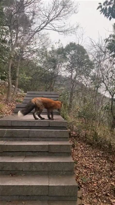 多位杭州市民爬山偶遇赤狐，官方：它已适应野外，勿过多干扰_生活百科