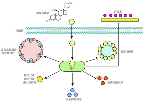 【华远化学】单克隆抗体结构与作用机理 - 安徽华远经济发展有限公司