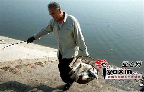 新疆猛进水库被污染 大量死鱼浮现恶臭弥漫_水产快讯（国内水产）_水产养殖网