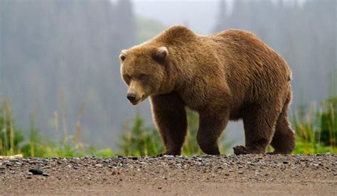 熊出没之伴我熊“芯”最新预告片，熊大熊二见到妈妈了_腾讯视频