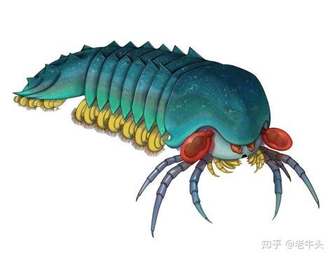 寒武纪麒麟虾：5亿多年前长有5只眼睛-搜狐大视野-搜狐新闻