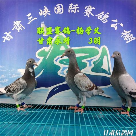 甘肃三峡赛鸽公棚5月21日幼鸽入棚照（不断更新中…）－甘肃三峡国际赛鸽公棚