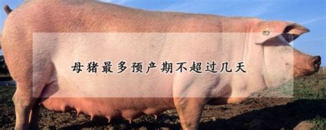 母猪最多预产期不超过几天 —【发财农业网】
