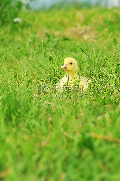 可爱毛茸茸的复活节小鸭子坐在草地上。鸟类草丛高清摄影大图-千库网