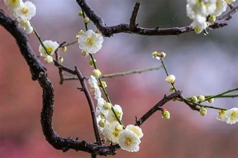 梅花花语是什么，象征意义是什么 - 花卉种植 - 四季盆栽