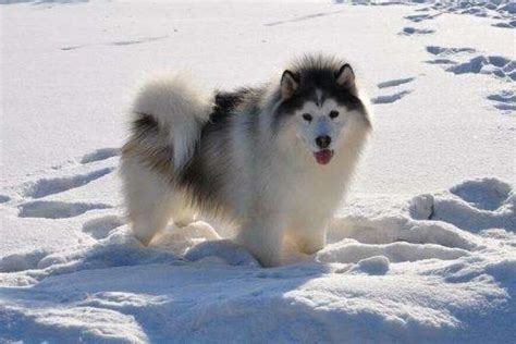阿拉斯加幼犬纯种黑红棕色灰桃巨型阿拉斯加雪橇犬宠物小狗狗活物-阿里巴巴