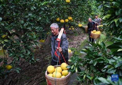重庆梁平：发展柚子产业 助力乡村振兴_时图_图片频道_云南网