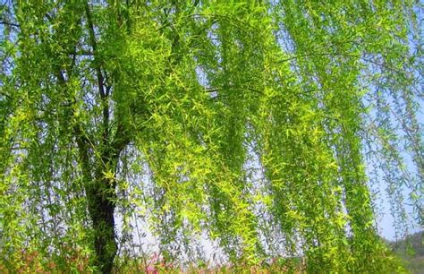 赞美垂柳七律,现代描写柳树的七律诗,湖边垂柳七绝_大山谷图库