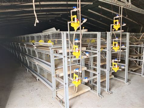 青州全自动养鸡场招聘夫妻工1对 - 养殖场用工对接 鸡病专业网论坛