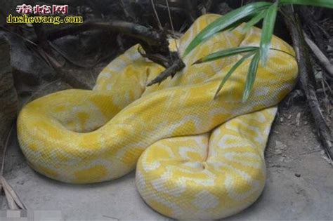 【黄金蟒】黄金蟒品种简介，黄金蟒价格多少钱一条？-蟒蛇-毒蛇网