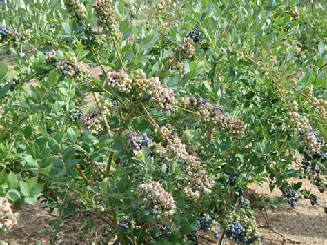 威海蓝莓苗木,山东蓝莓树苗,威海蓝莓基地-东方苗木网