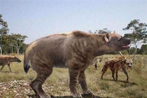 史前五大顶尖掠食者，其中一种曾生存在35万年前的中国