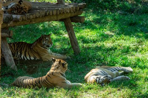 动物白天三只老虎动物园玩耍摄影图配图高清摄影大图-千库网