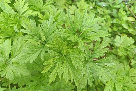 碎石草药大全图片