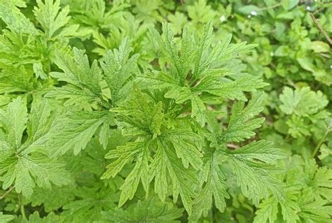 野草|农村这种常见的野草，能清热解毒，凉血消肿，清肝明目，你认识吗 番茄|石榴