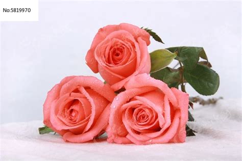 三朵玫瑰花高清图片下载_红动中国