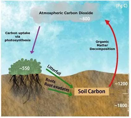 全球变暖：底层土壤碳库的响应出乎意料 - 低碳环保 科技前沿 - 颗粒在线