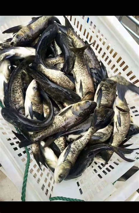 老挝新光唇 - 虎纹银版鱼 - 广州观赏鱼批发市场
