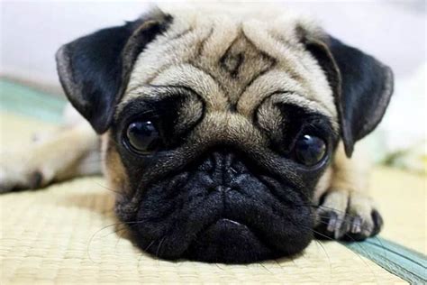 巴哥狗还有一个常见的名字，也叫哈巴狗，它到底多少钱一只呢？ 京哈巴狗价格_每日生活网