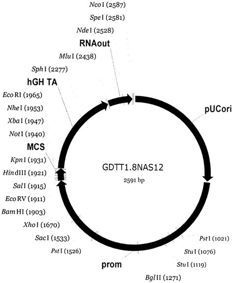MeCP2基因敲除小鼠助力神经系统发育障碍疾病的研究_生物器材网